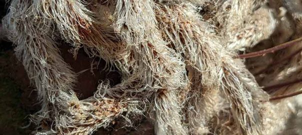 Furry rhizomes of Davallia canariensis (hare's foot fern)