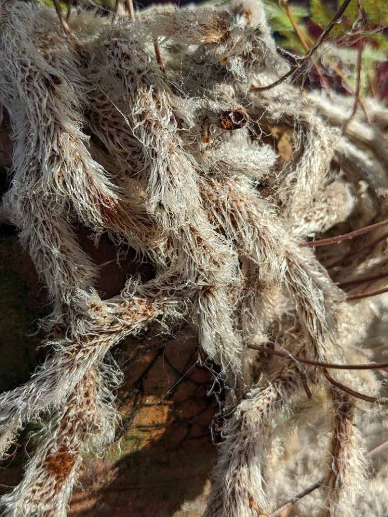 Furry rhizomes of Davallia canariensis (hare's foot fern)