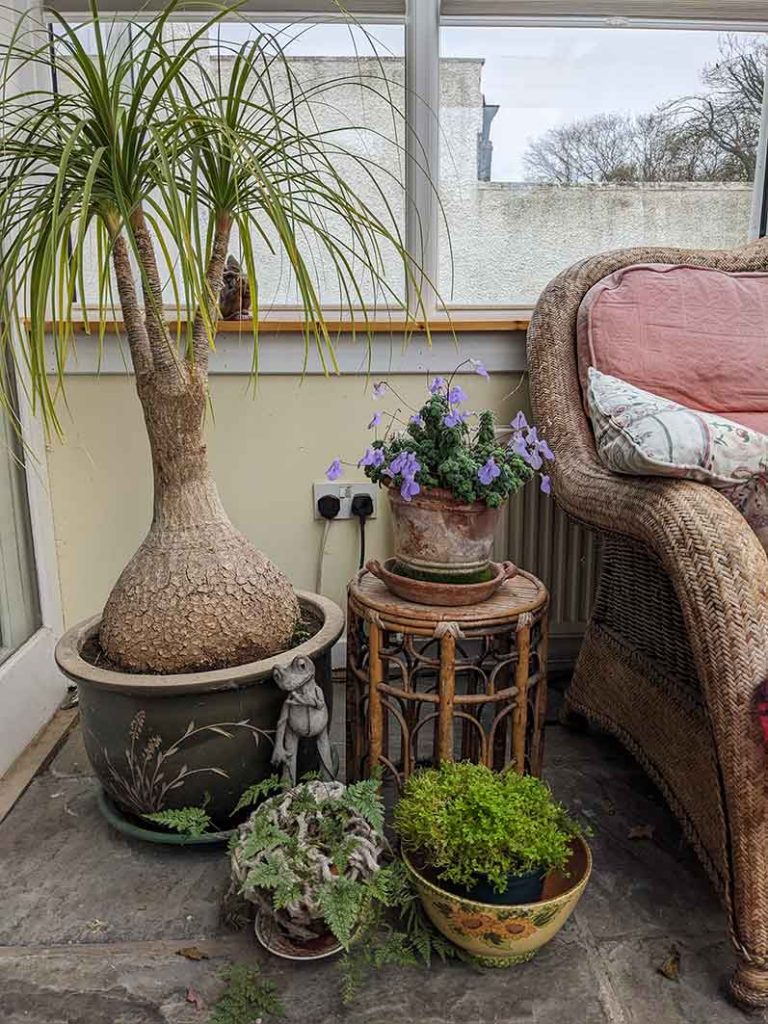 Four plants in a corner of the conservatory.