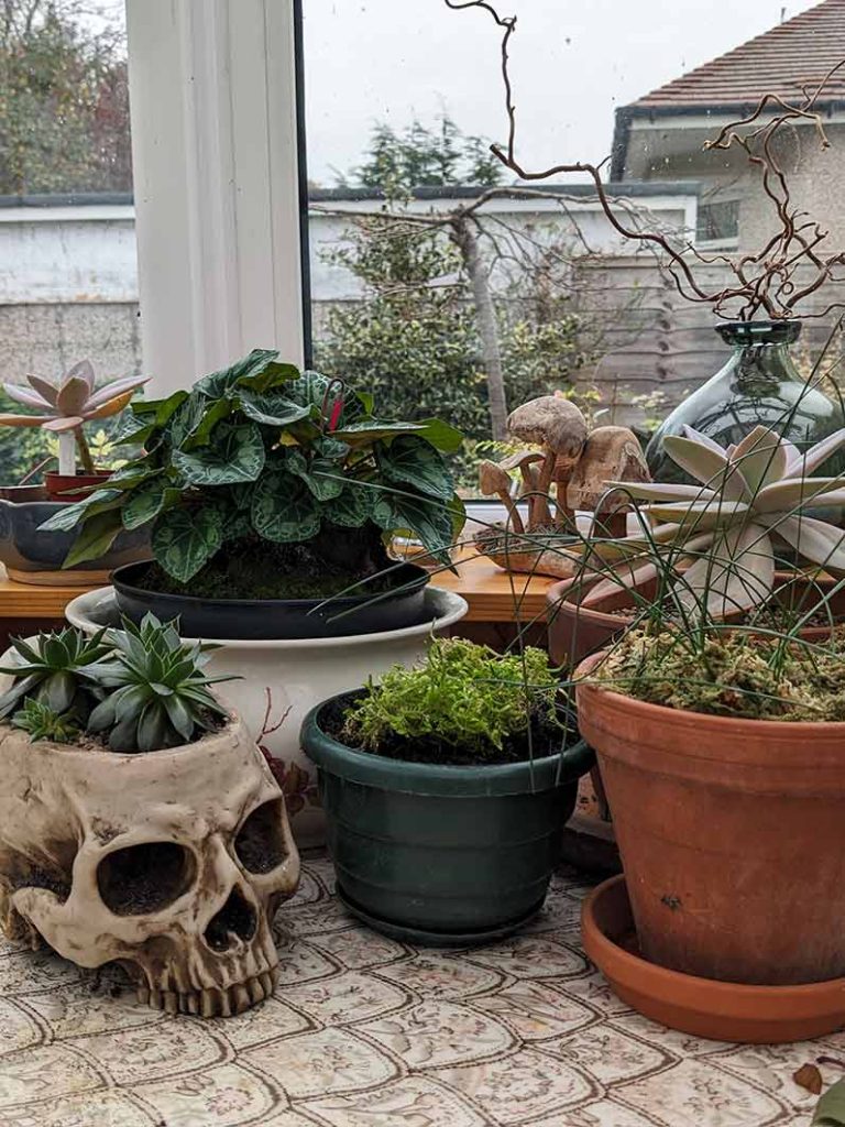 A selection of plants on the conservatory table.