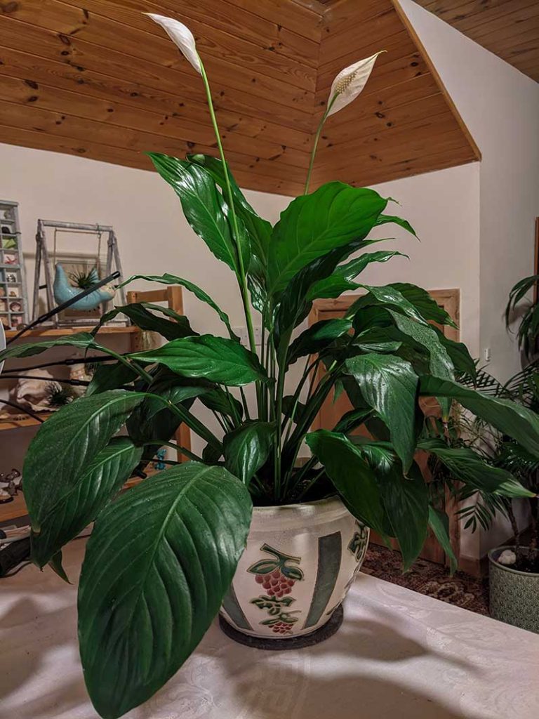 Spathiphyllum (peace lily) plant.