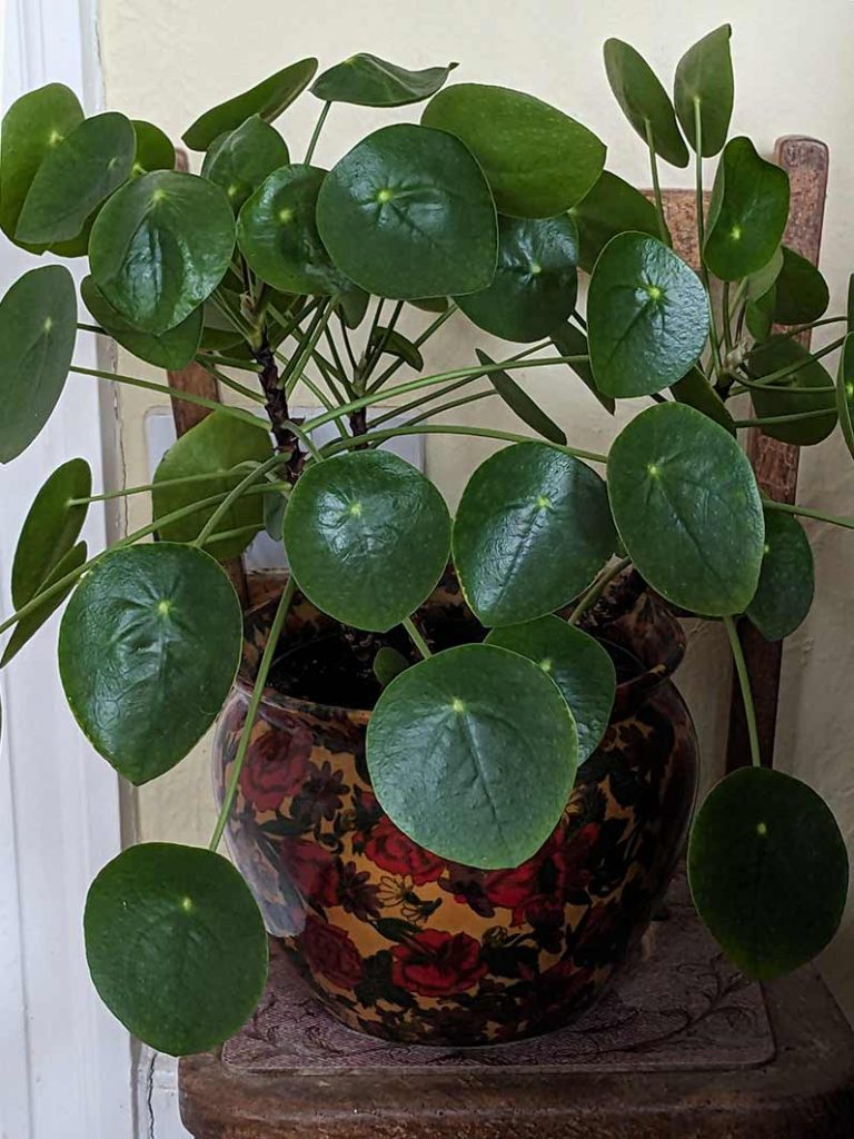 Pilea peperomioides green plant.