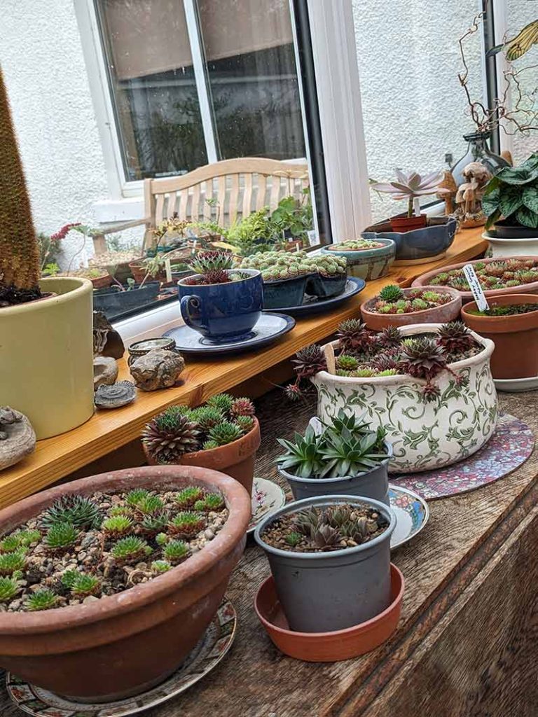 A collection of succulent sempervivums on a table.