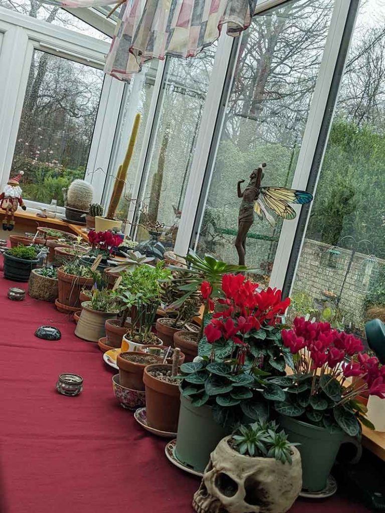 table with lots of plants on it with red cyclamen in flower