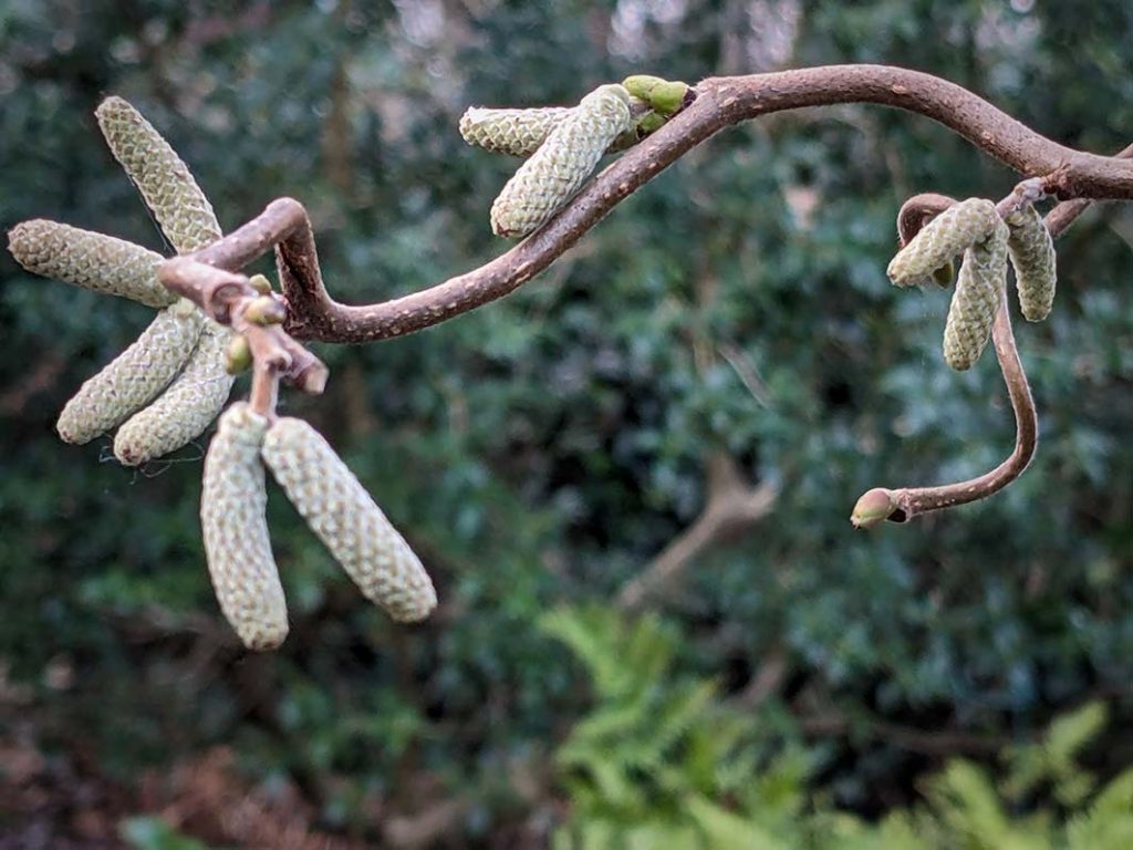 corkscrew hazel catkins