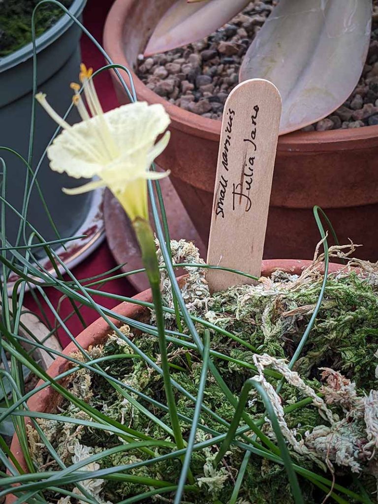 single pale yellow narcissi Julia Jane