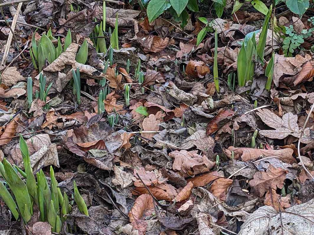 tulips just coming through the ground beside snowdrops in December