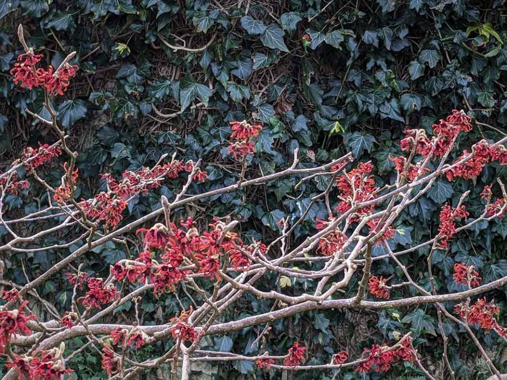 orangey/red witch-hazel flowers that have thin spidery petals.