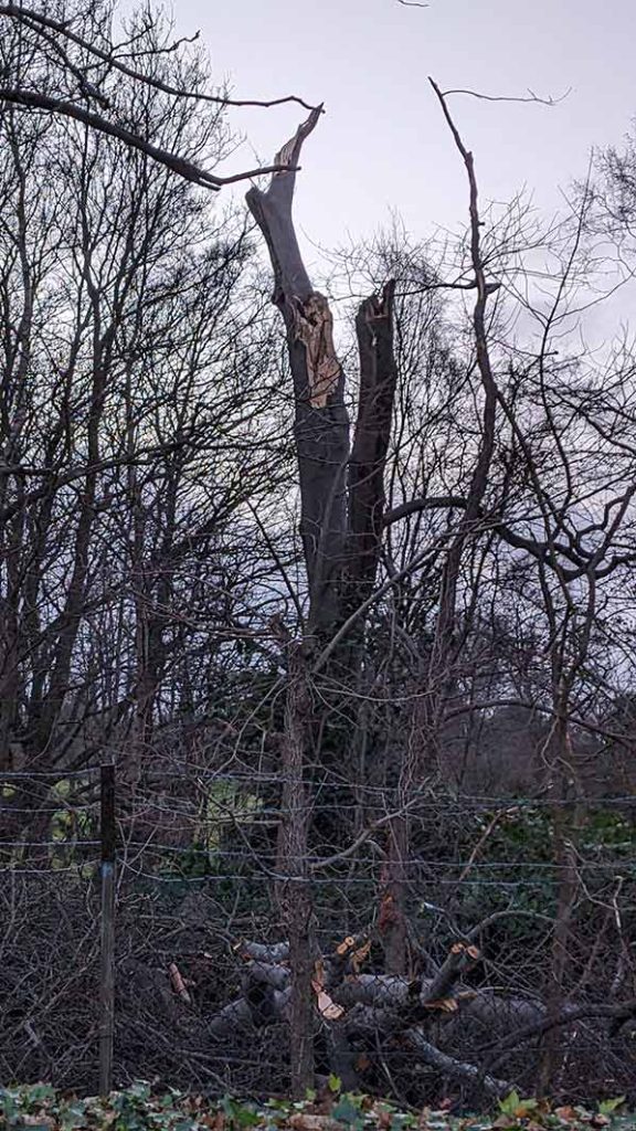 Broken beech tree 2025