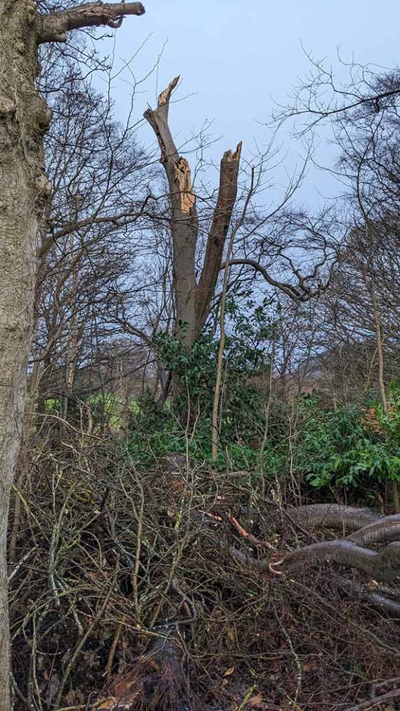 Broken beech tree and limbs 2025