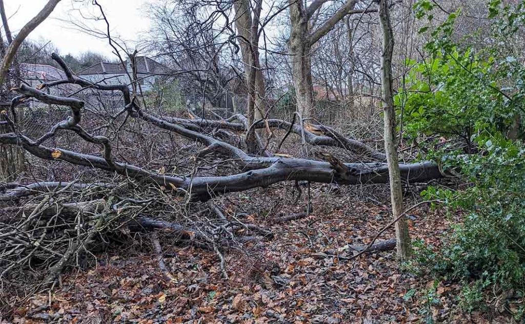 Fallen beech limbs 2025