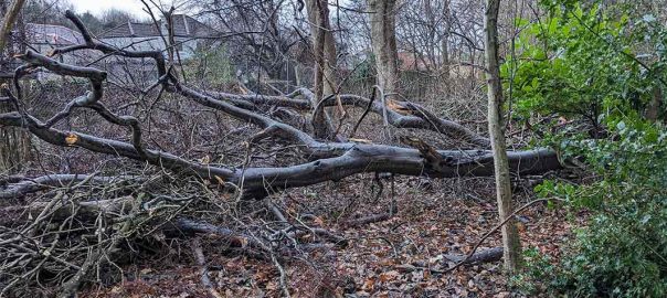 Fallen beech limbs 2025