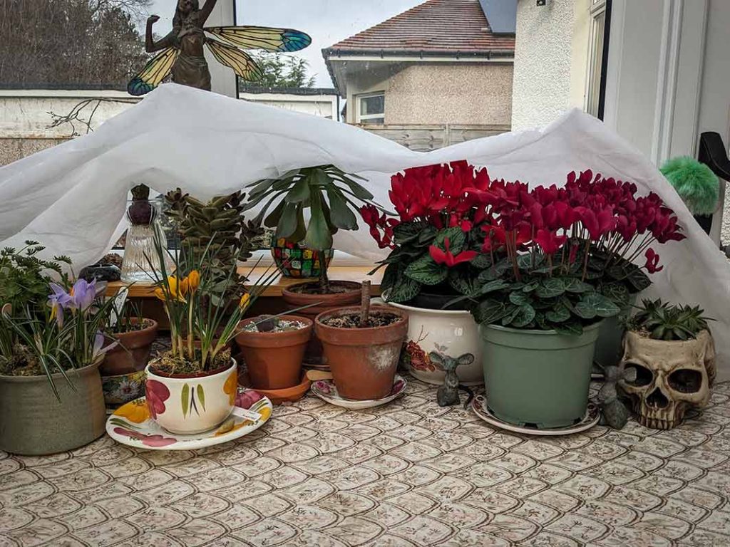 Red cyclamen and crocuses and succulents with white fleece ready to cover