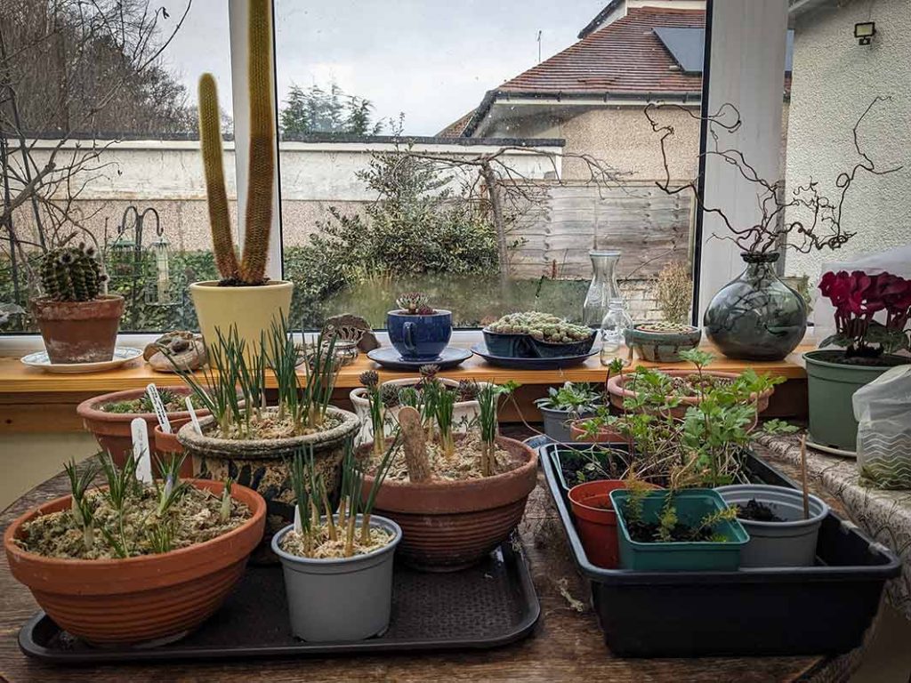 Selection of succulents and crocuses inside a conservatory.