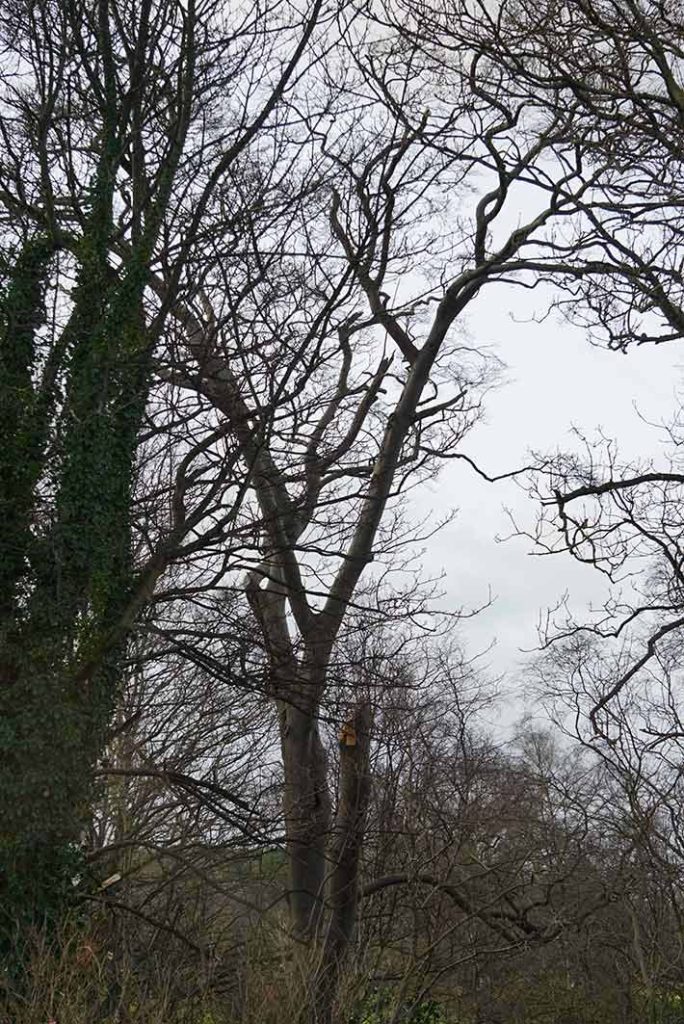 tall bare beech tree in winter