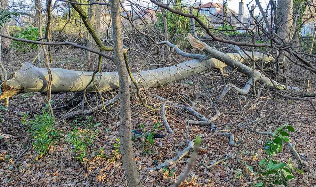 Fallen beech limb 2022