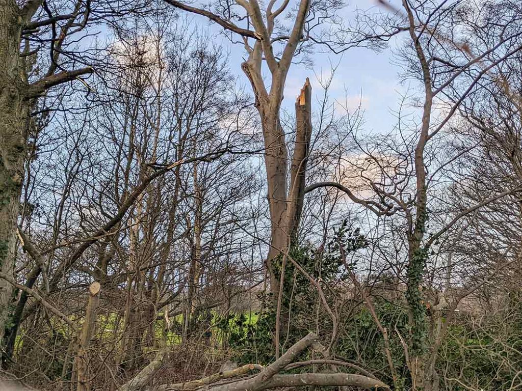 Broken beech tree in winter 2022