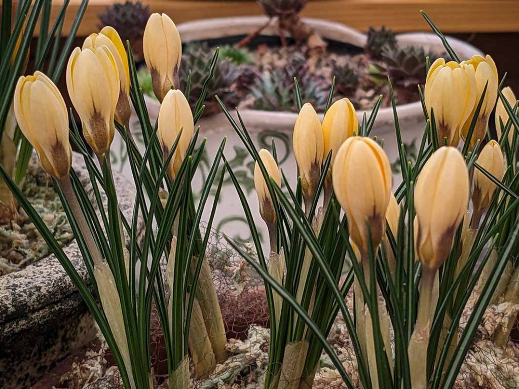 Pale yellow crocus Cream beauty in a pot.