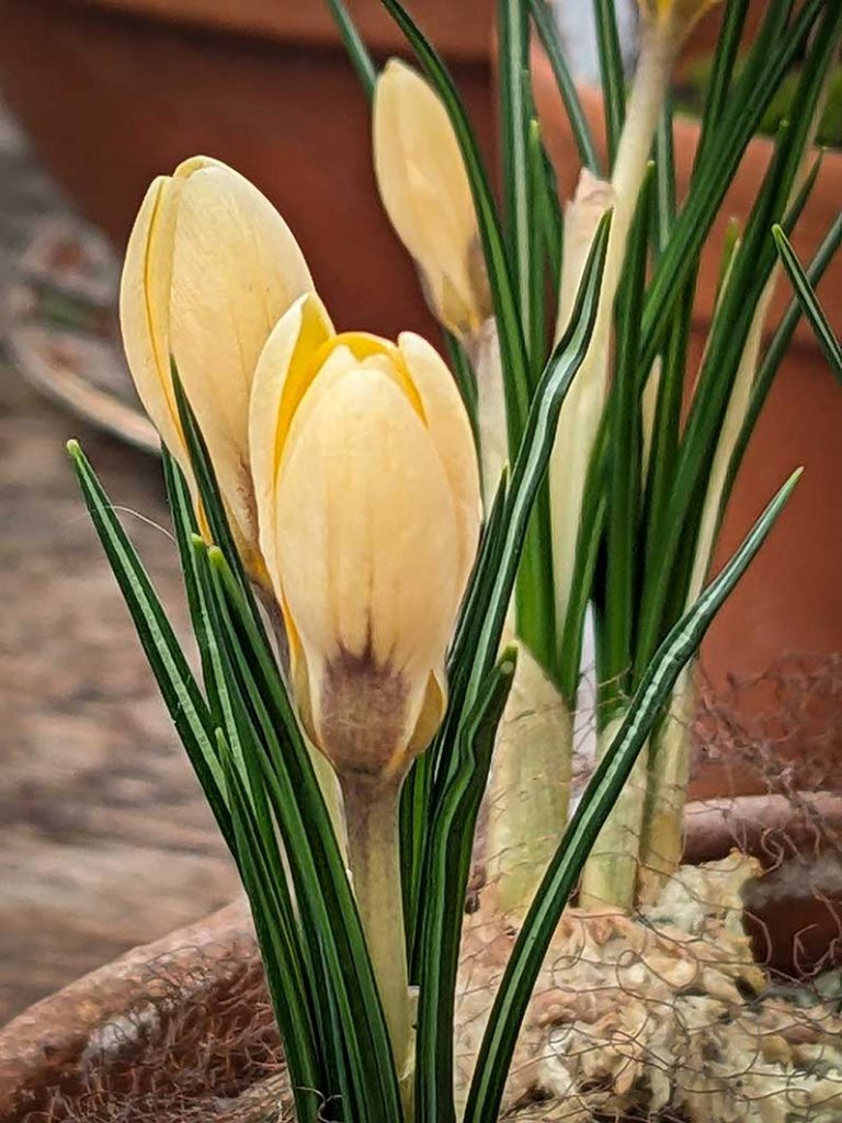 Pale yellow crocus Cream beauty.