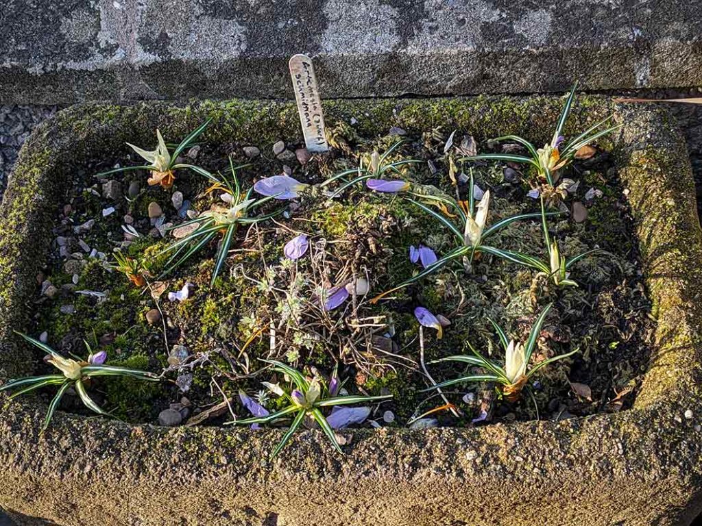 Crocus flower heads eaten.