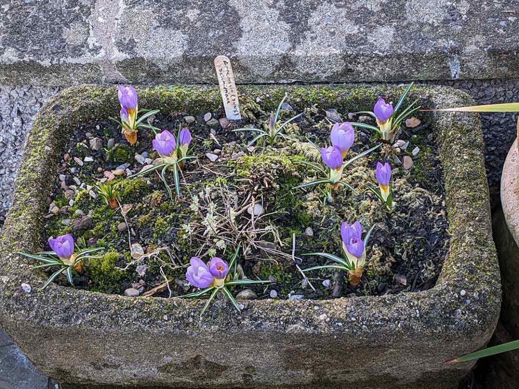 Crocus bulbs just about to flower in a small trough.