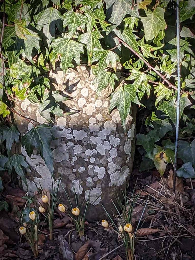 Crocus Cream beauty in front of a tall stone covered in pale grey lichen.