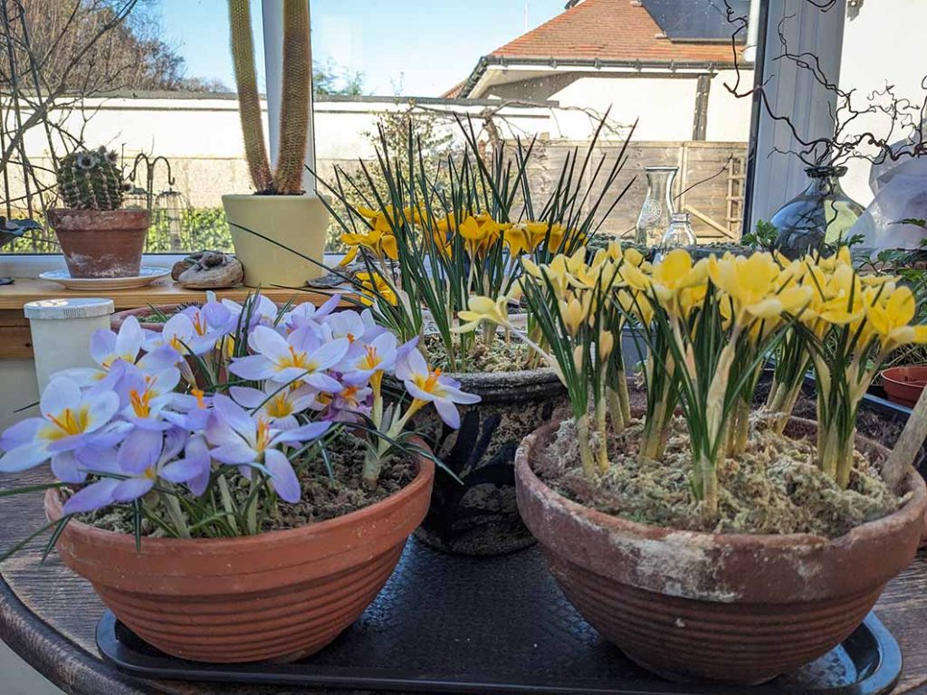 Crocuses indoors in pots on a table.