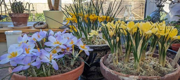 Crocuses indoors in pots on a table.