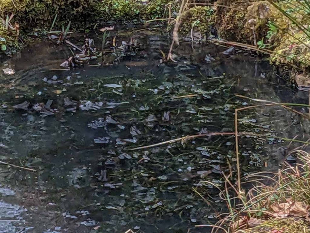 frogs collecting in a small garden pond