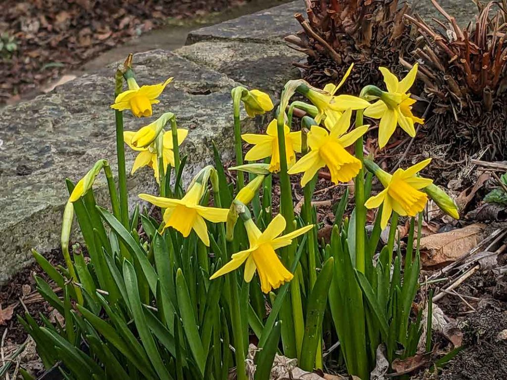 small narcissi Tete-a-tete in a raised bed