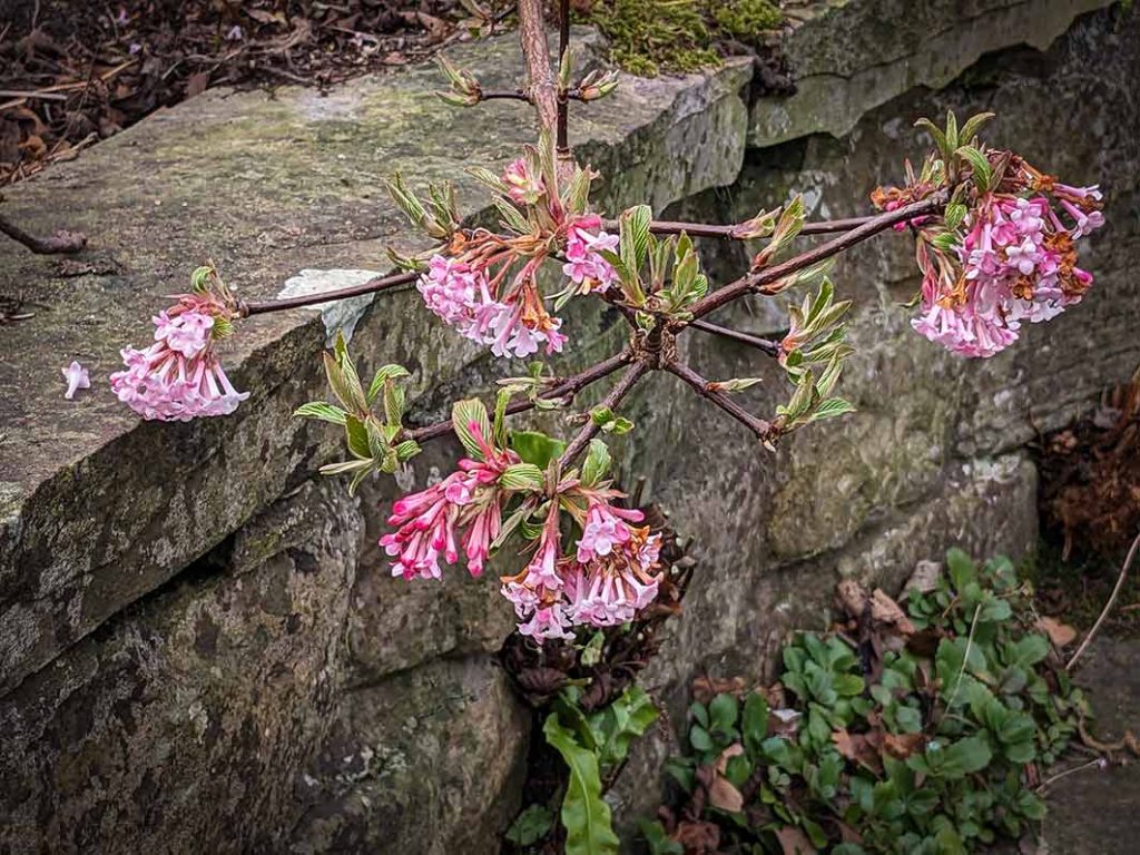 Low branch of pink viburnum flowers over a wall.